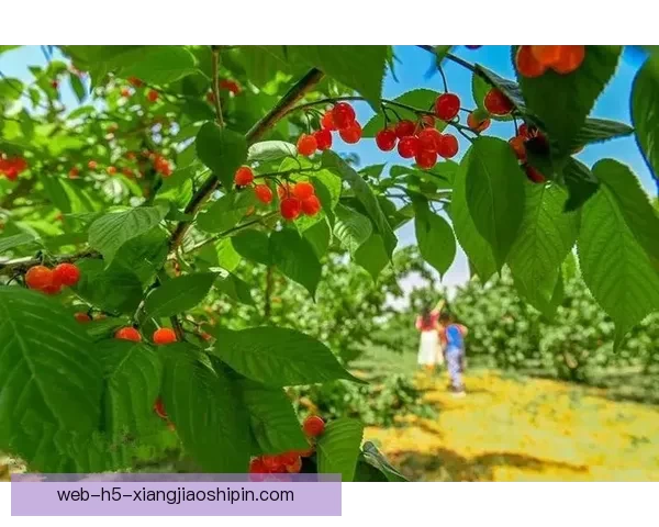 樱桃视频一区：解锁视觉盛宴，探索无限可能